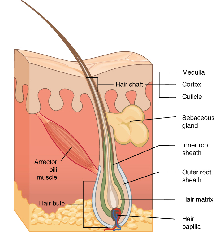 About Hair Loss - Hair by Dr. Max